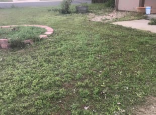 Weeding by Laray Silz for James P. in Thornton, CO