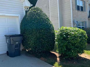 Mary P.'s Bush Trimming service result