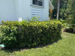 Nancy C.'s Bush Trimming service result