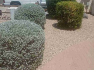 Bush Trimming by Edgardo Canseco for Janice M. in Glendale, AZ