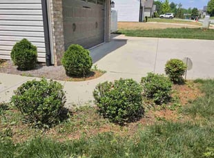 Bush Trimming by Marie Torres for Sarah A. in High Point, NC