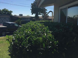 Bush Trimming by Keith Dalke for Ian T. in San Diego, CA