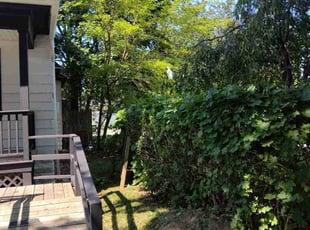 Courtney P.'s Bush Trimming service result
