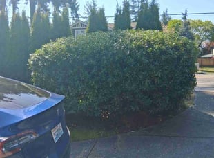 Bush Trimming by Robert Martin for Manjuanth S. in Kirkland, WA