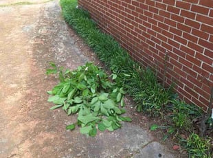 Bush Trimming by Marsha Cooper for Mike E. in Avondale Estates, GA