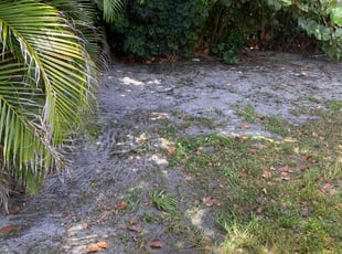 Lisa H.'s Leaf Removal service result