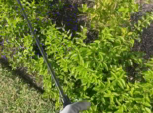 Weeding by Victor Cisneros for Jeremiah W. in Port St. Lucie, FL