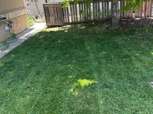 Adam T.'s Grass Cutting service result
