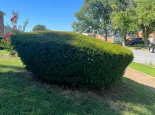 Bush Trimming by Scott Source for Victoria R. in Catonsville, MD