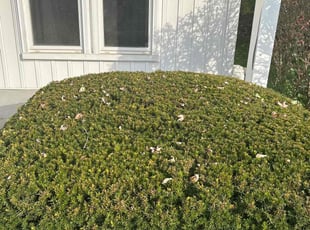 Bush Trimming by Adam Bachir for Osama A. in Farmington Hills, MI