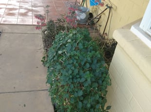 Bush Trimming by Nick Steffes for Heather J. in Phoenix, AZ