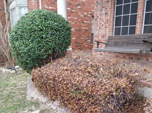 Bush Trimming by Tim Burnett for Monica N. in Rockwall, TX