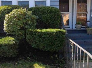 Bush Trimming by Gregory Warren for Brian B. in Providence, RI
