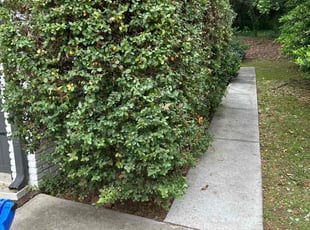 Bush Trimming by Chuck Vogt for Nadia C. in Decatur, GA