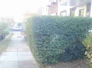 Bush Trimming by Chris Stewart for Jimell G. in Washington, DC
