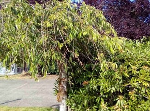 Deborah M.'s Bush Trimming service result