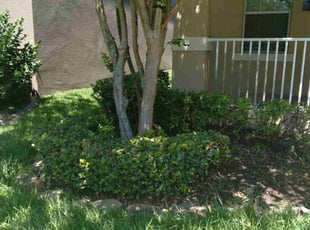 Bush Trimming by Carl Ridle for Matt -. in Winter Garden, FL