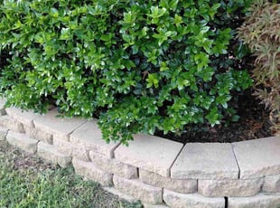 Timothy W.'s Flower Bed Weeding service result