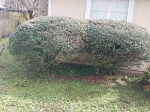 Bush Trimming by Delson Auguste for Crystal S. in Jacksonville, FL