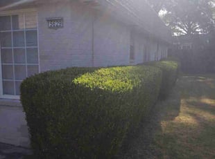 Bush Trimming by Demetrius Curry for Larry G. in Tulsa, OK