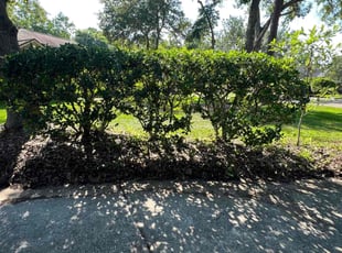 Bush Trimming by David Johnson for Marco P. in Jacksonville, FL