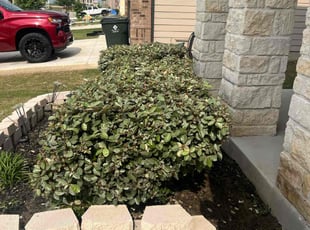 Bush Trimming by Eugene Cervantez for Analisa Y. in Seguin, TX