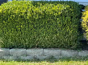 Bush Trimming by Ted Ostavitz for Markus J. in Florence, KY