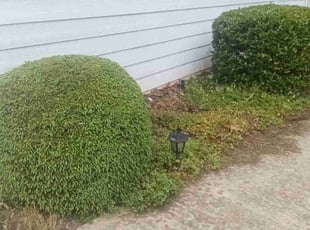 Bush Trimming by Enrique Juarez for Melissa O. in Woodstock, GA