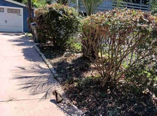 Bush Trimming by Alan Hollis for Gabriella P. in Tallahassee, FL