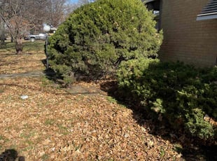 Bush Trimming by Scott Culala for Steven R. in Olathe, KS
