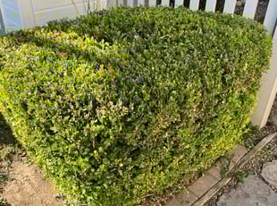 Bush Trimming by Scott Ellis for Carol C. in Boise, ID