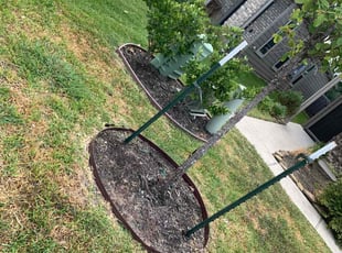 Weeding by Rigo Mireles for Michael P. in Houston, TX