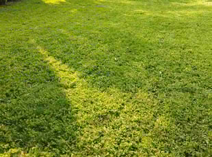 Tiffany T.'s Lawn Care service result