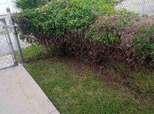 Bush Trimming by Nathan Leonard for John R. in St. Louis, MO