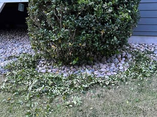 Bush Trimming by Jesse Martin for Cheryl L. in Chapel Hill, NC