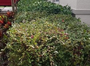 Bush Trimming by Cari Butler for Amanda S. in Gibsonton, FL