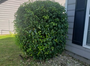 Bush Trimming by Joshua Sample for Crystal J. in Duluth, GA
