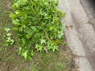 Bush Trimming by Brandon Russell for Jillian L. in Virginia Beach, VA