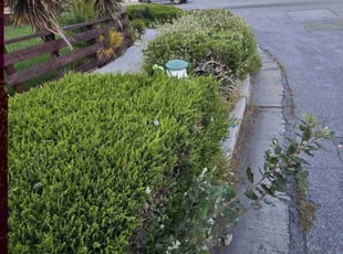 Weeding by Christopher Lim for Goktug C. in Sunnyvale, CA