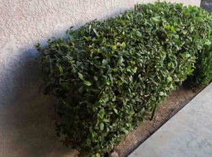 Bush Trimming by Johnie Parker for Lynette G. in Fresno, CA