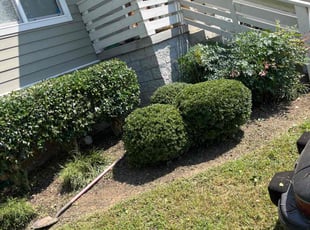 Bush Trimming by Gilberto Nava for Mike M. in Nashville, TN
