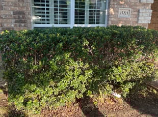 Bush Trimming by Eduardo Castaneda for Kyle C. in Fort Worth, TX