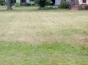 Asonja P.'s Lawn Mowing service result