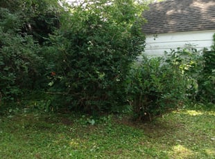 Bush Trimming by Jacob Jumper for Chris F. in Grand Rapids, MI