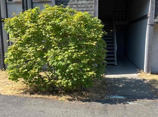 Bush Trimming by Joseph Fullner for Shuo F. in Tacoma, WA