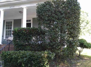 Bush Trimming by Shay Thaniel Washington for Hector T. in Cornelius, NC