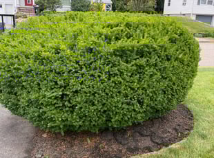 Bush Trimming by Steve Valverde for Linda L. in Warwick, RI