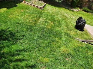 Leaf Removal by Jessie Martinez for Mark M. in Centennial, CO