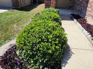 Bush Trimming by Bryant Infante Baez for Chris W. in Elgin, TX