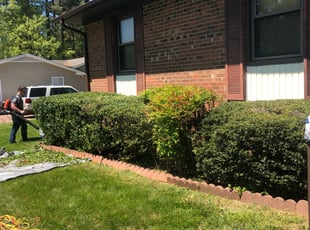 Bush Trimming by Bryant Gindlesperger for Willie Mae G. in Browns Summit, NC